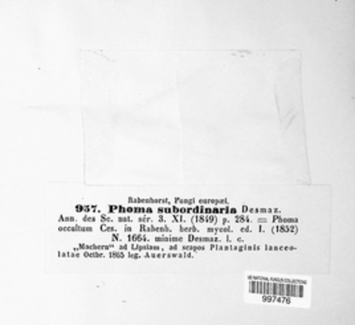 Diaporthe subordinaria image